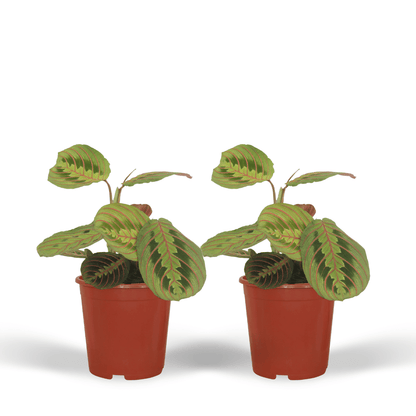 Kamerplant 2x Maranta Fascinator (Pijlwortel) - Pot Ø 12cm Hoogte ↕ 20cm