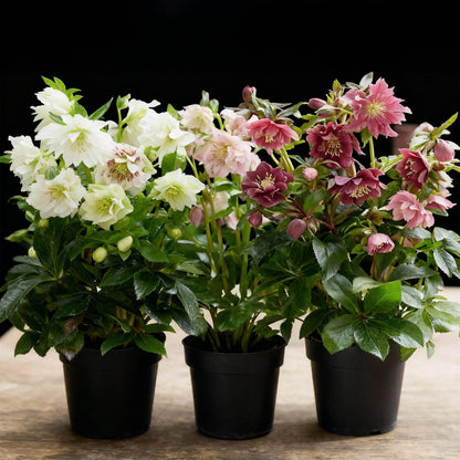 Buitenplant 3x Helleborus orientalis Double Tricolour - Bloeiend - Pot Ø 14cm Hoogte ↕ 35cm