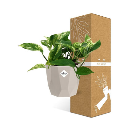 Kamerplant - Scindapsus (Epipremnum) Marble Queen - Pot Ø 14cm