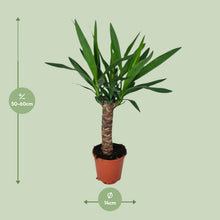Kamerplant - Yucca - Pot Ø 14cm Hoogte ↕ 60cm