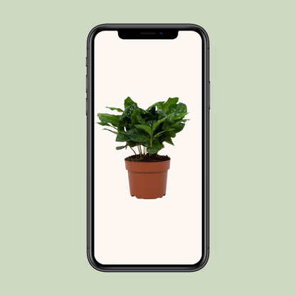 Kamerplant - Coffea Arabica - Pot Ø 12cm Hoogte ↕ 22cm