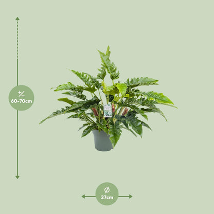 Kamerplant - Philodendron Rambo - Luchtzuiverend - Pot Ø 27cm Hoogte ↕ 65cm