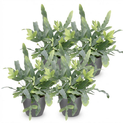 Kamerplant 4x Phlebodium aureum Blue Star - Pot Ø 12cm Hoogte ↕ 25cm