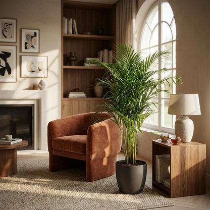 Kamerplant - Areca Palm (Dypsis) inclusief Sierpot - Pot Ø 21cm Hoogte ↕ 100cm