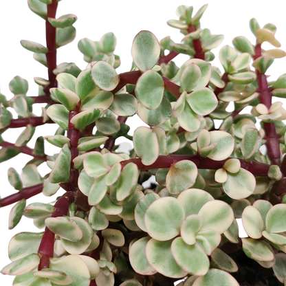 Kamerplant - Portulacaria afra Variegata - zonder pot