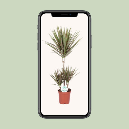 Kamerplant - Dracaena Bicolor - Pot Ø 21cm Hoogte ↕ 95cm