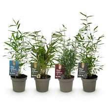 Buitenplant 4x Fargesia 'Rainbow' Mix - Bamboe Bladhoudend Niet-Woekerend - Pot Ø 14cm Hoogte ↕ 35cm