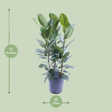 Kamerplant - Ficus Audrey Toef 3 stekken - Luchtzuiverend - Pot Ø 27cm Hoogte ↕ 105cm