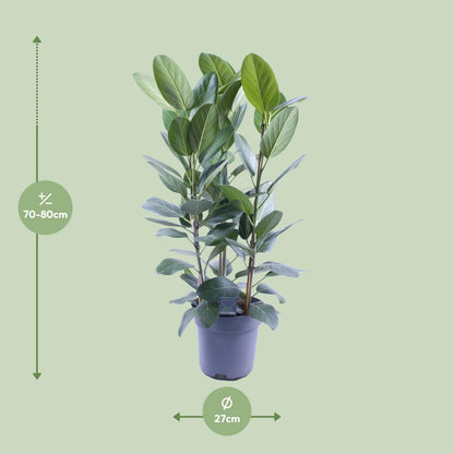 Kamerplant - Ficus Audrey Toef 3 stekken - Luchtzuiverend - Pot Ø 27cm Hoogte ↕ 105cm