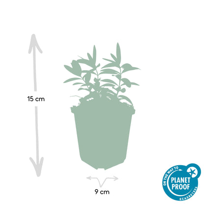 Buitenplant 60x Hypericum calycinum - Bloeiend - Pot Ø 9cm Hoogte ↕ 10-25cm