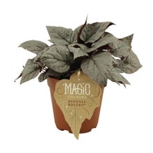 Kamerplant - Begonia Rex 'Bolero' - Pot Ø 12cm Hoogte ↕ 25cm
