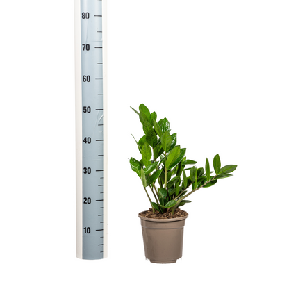 Kamerplant - Zamioculcas Zamiifolia - Pot Ø 17cm Hoogte ↕ 40-50cm