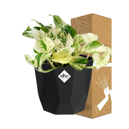 Kamerplant - Epipremnum Pinnatum 'Happy Leaf' - Hangplant - Pot Ø 14cm