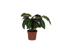 Kamerplant - Calathea Maui Queen - Pot Ø 12cm Hoogte ↕ 35cm