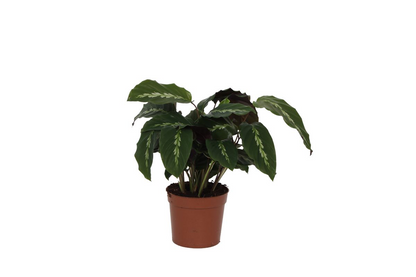 Kamerplant - Calathea Maui Queen - Pot Ø 12cm Hoogte ↕ 35cm