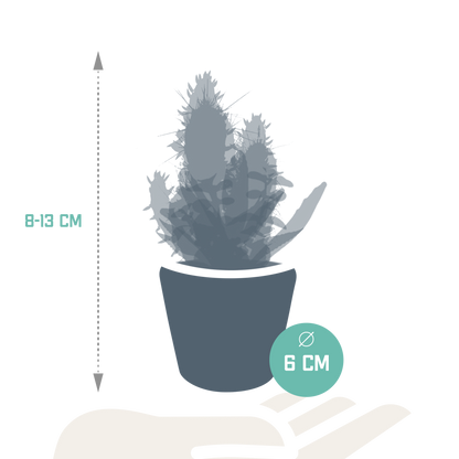 Kamerplant 15x Cactus en vetplanten mix - in Mexicaanse pot - Pot Ø 5,5cm