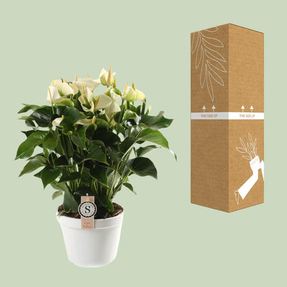 Kamerplant - Anthurium White Champion - Pot Ø 21cm Hoogte ↕ 65cm