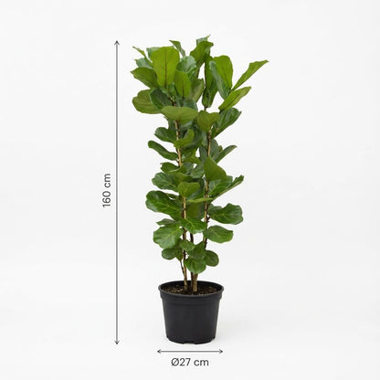 XL kamerplant - Ficus Lyrata struik - Pot Ø 27cm Hoogte ↕ 160cm