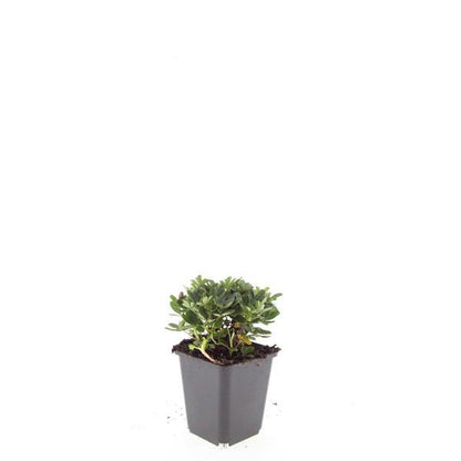 Buitenplant 48x Potentilla tridentata 'Nuuk' - Bloeiend - Pot Ø 9cm Hoogte ↕ 10-25cm