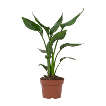 Kamerplant - Strelitzia Reginae - Pot Ø 12cm Hoogte ↕ 35cm