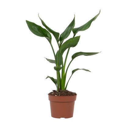 Kamerplant - Strelitzia Reginae - Pot Ø 12cm Hoogte ↕ 35cm