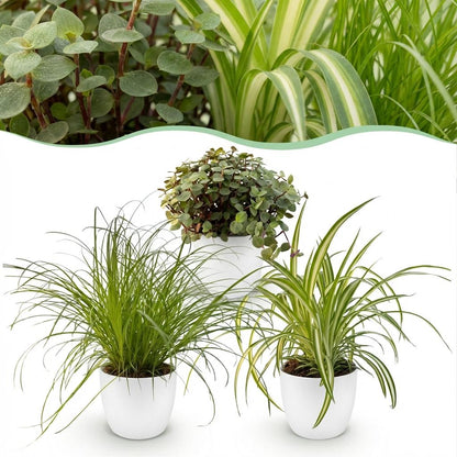 Kamerplant - Mix van 3 Huisdiervriendelijke Planten - Pot Ø 12cm Hoogte ↕ 20cm