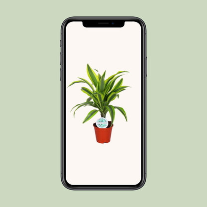Kamerplant - Dracaena Lemon Lime - Pot Ø 14cm Hoogte ↕ 55cm
