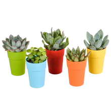 Kamerplant 5x Vetplanten mix - in gekleurde pot - Pot Ø 5.5cm