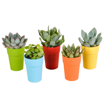 Kamerplant 5x Vetplanten mix - in gekleurde pot - Pot Ø 5.5cm