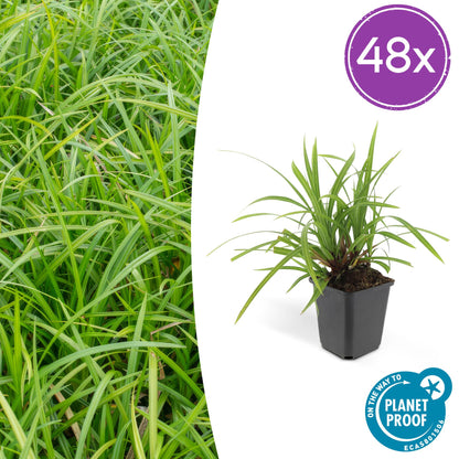 Buitenplant 48x Carex morrowii 'Irish Green' - Pot Ø 9cm Hoogte ↕ 10-25cm