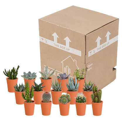 Kamerplant 15x Cactus en vetplanten mix - in terracotta pot - Pot Ø 5.5cm