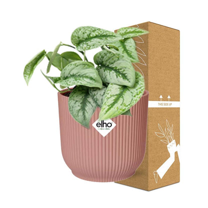 Kamerplant - Scindapsus Pictus 'Trebie' - Pot Ø 14cm