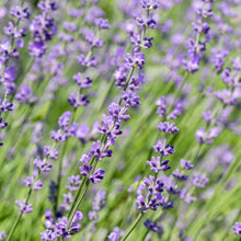 Buitenplant - Lavandula angustifolia Hidcote - Haagplant - Pot Ø 17cm Hoogte ↕ 30cm