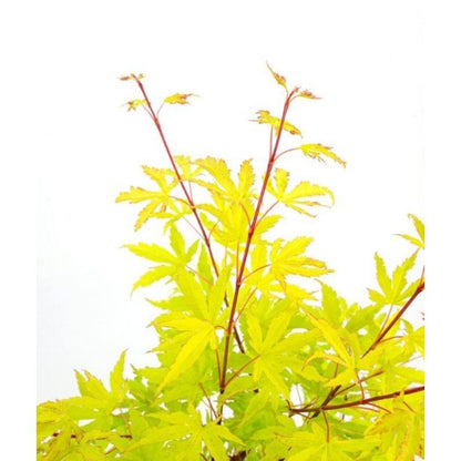 Buitenplant - Acer palmatum 'Anne Irene' - Pot Ø 19cm Hoogte ↕ 40cm