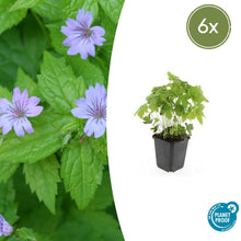 Buitenplant 6x Geranium nodosum - Bloeiend - Pot Ø 9cm Hoogte ↕ 10-25cm