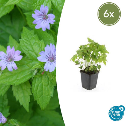 Buitenplant 6x Geranium nodosum - Bloeiend - Pot Ø 9cm Hoogte ↕ 10-25cm