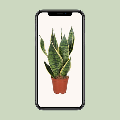 Kamerplant - Sansevieria Trifasciata Futura Superba - Luchtzuiverend - Pot Ø 12cm Hoogte ↕ 40cm