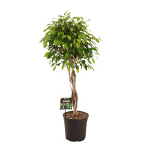 XL kamerplant - Ficus Benjamina Exotica - Pot Ø 27cm Hoogte ↕ 120cm