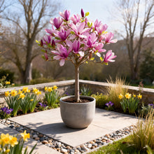 Buitenplant - Magnolia Susan op Stam - Winterhard - Pot Ø 19cm Hoogte ↕ 90cm