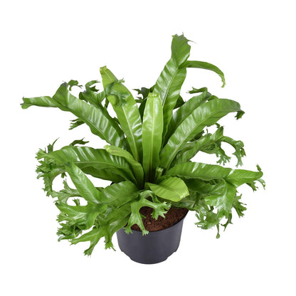 Kamerplant - Asplenium Nidus Crissie - Pot Ø 23cm Hoogte ↕ 55cm