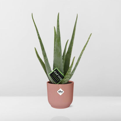 Kamerplant - Aloe Vera - Pot Ø 14cm Hoogte ↕ 12cm