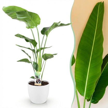XL Kamerplant - Strelitzia Nicolai - Pot Ø 21cm Hoogte ↕ 110-120cm