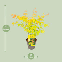 Buitenplant - Acer palmatum 'Orange Dream' - Pot Ø 15cm Hoogte ↕ 30cm