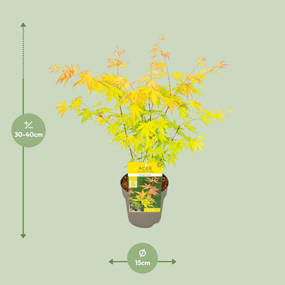 Buitenplant - Acer palmatum 'Orange Dream' - Pot Ø 15cm Hoogte ↕ 30cm