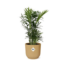 Kamerplant - Chamaedorea Elegans - Pot Ø 14cm