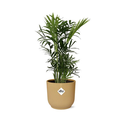 Kamerplant - Chamaedorea Elegans - Pot Ø 14cm