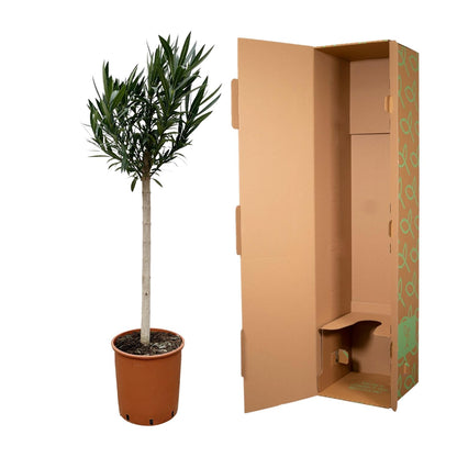 Buitenplant - Nerium Oleander op stam met rode bloem - Pot Ø 30cm Hoogte ↕ 170cm