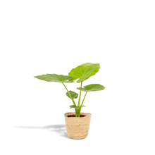 Kamerplant - Alocasia Macrorrhiza - Inclusief mand - Pot Ø 19cm Hoogte ↕ 70cm