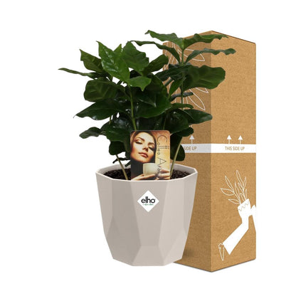 Kamerplant - Coffea Arabica - Incl. sierpot - Pot Ø 14cm