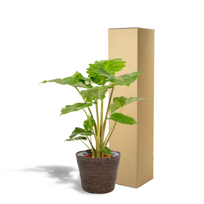 Kamerplant - Alocasia Portodora - Pot Ø 21cm Hoogte ↕ 80cm